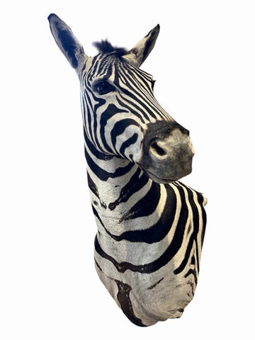 NEW! HQ BURCHELL AFRICAN TROPHY ZEBRA SHOULDER MOUNT | TAXIDERMY SAFARI MOUNT