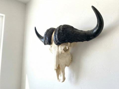 TROPHY 41” Wide GENUINE African Cape Buffalo Skull | African TAXIDERMY Skull
