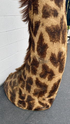 90s Giraffe African Taxidermy Shoulder Mount In Good Condition
