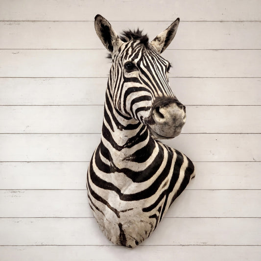 NEW! HQ BURCHELL AFRICAN TROPHY ZEBRA SHOULDER MOUNT | TAXIDERMY SAFARI MOUNT