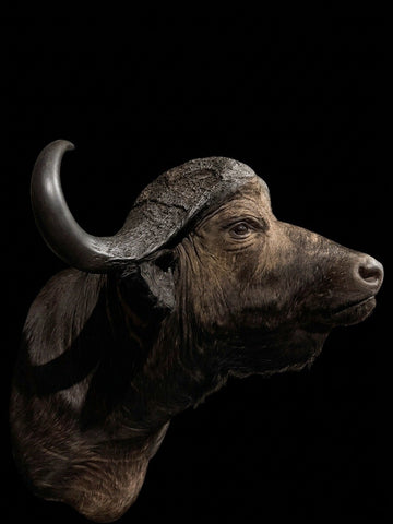 Massive Large Cape Buffalo Shoulder Taxidermy Mount | Male Bull with Delivery