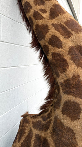 African Giraffe Taxidermy Shoulder Mount in EXCELLENT CONDITION!!!!!!