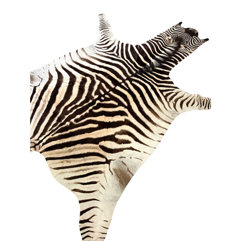 Non Felted A Grade Zebra Hide Rug #1