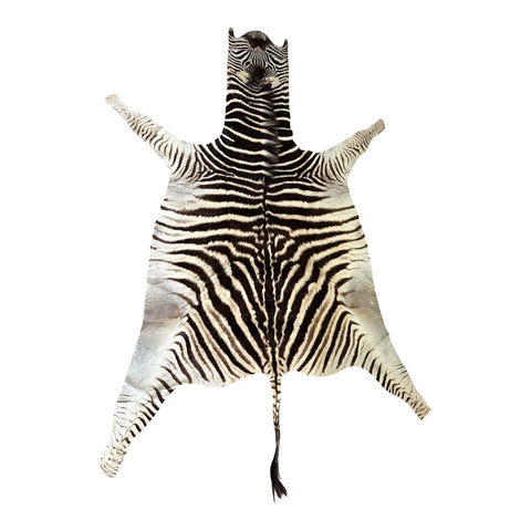 Non Felted A Grade Zebra Hide Rug #2