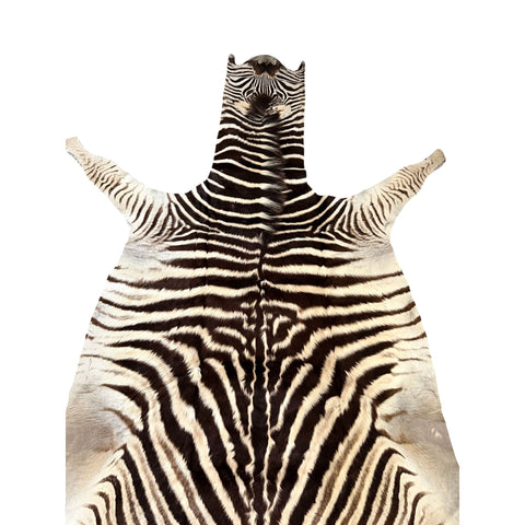 Non Felted A Grade Zebra Hide Rug #2