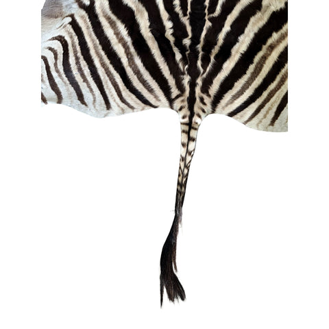 Non Felted A Grade Zebra Hide Rug #2