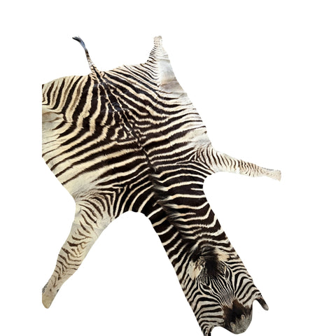 Non Felted A Grade Zebra Hide Rug #2