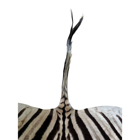 Non Felted A Grade Zebra Hide Rug #1