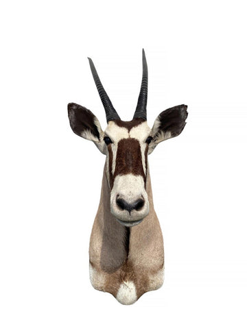 African Gemsbok Oryx Mount - Paulski Art