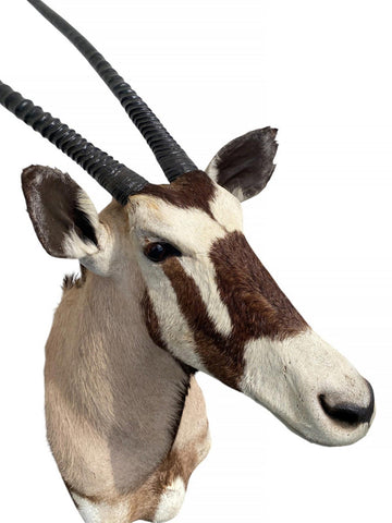African Gemsbok Oryx Mount - Paulski Art