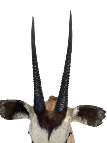 African Gemsbok Oryx Mount - Paulski Art