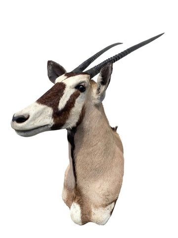 African Gemsbok Oryx Mount - Paulski Art
