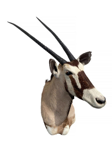 African Gemsbok Oryx Mount - Paulski Art