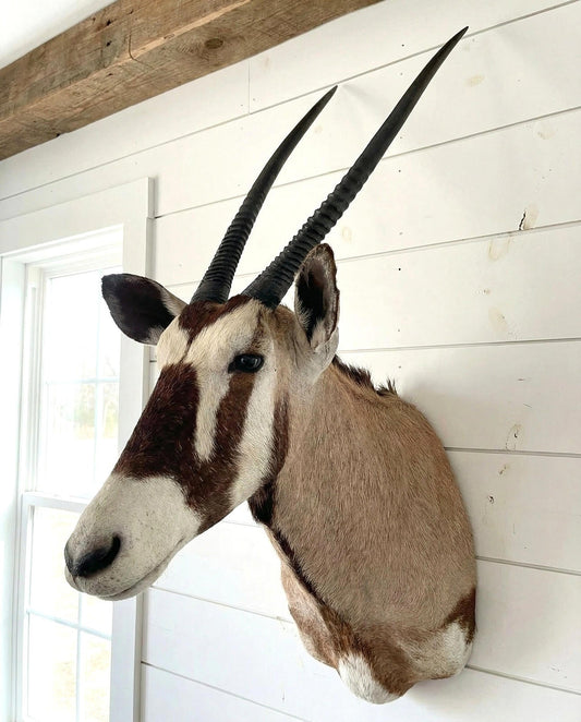 African Gemsbok Oryx Mount - Paulski Art