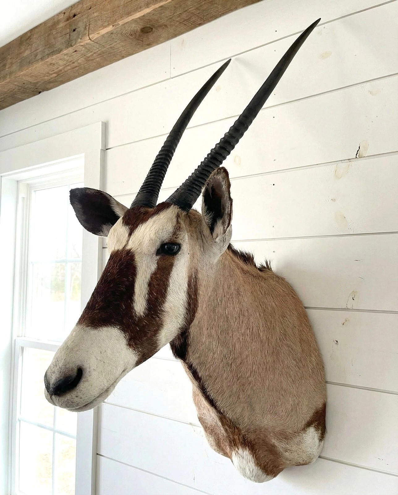 African Gemsbok Oryx Mount