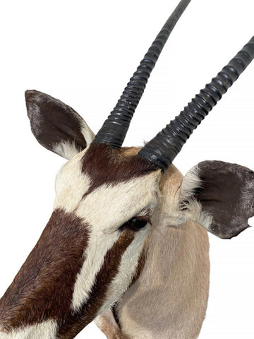 African Gemsbok Oryx Mount - Paulski Art