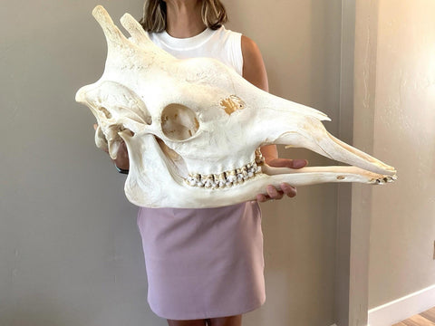 African Giraffe Skull - Paulski Art