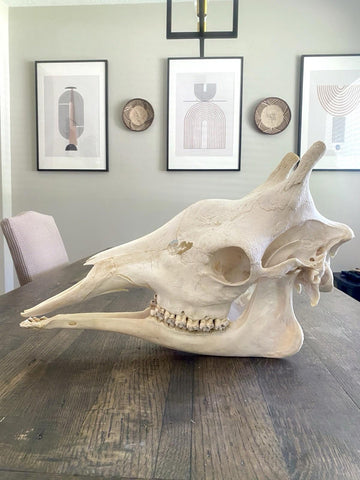 African Giraffe Skull - Paulski Art
