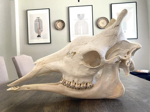 African Giraffe Skull - Paulski Art