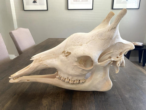 African Giraffe Skull - Paulski Art