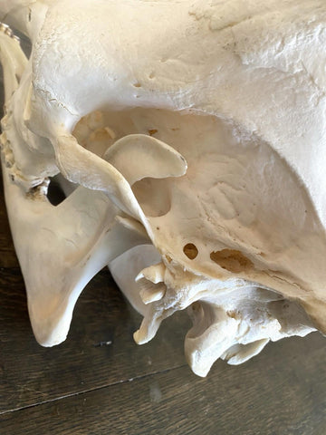 African Giraffe Skull - Paulski Art