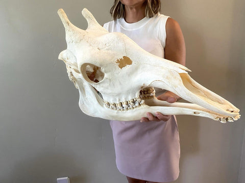 African Giraffe Skull - Paulski Art