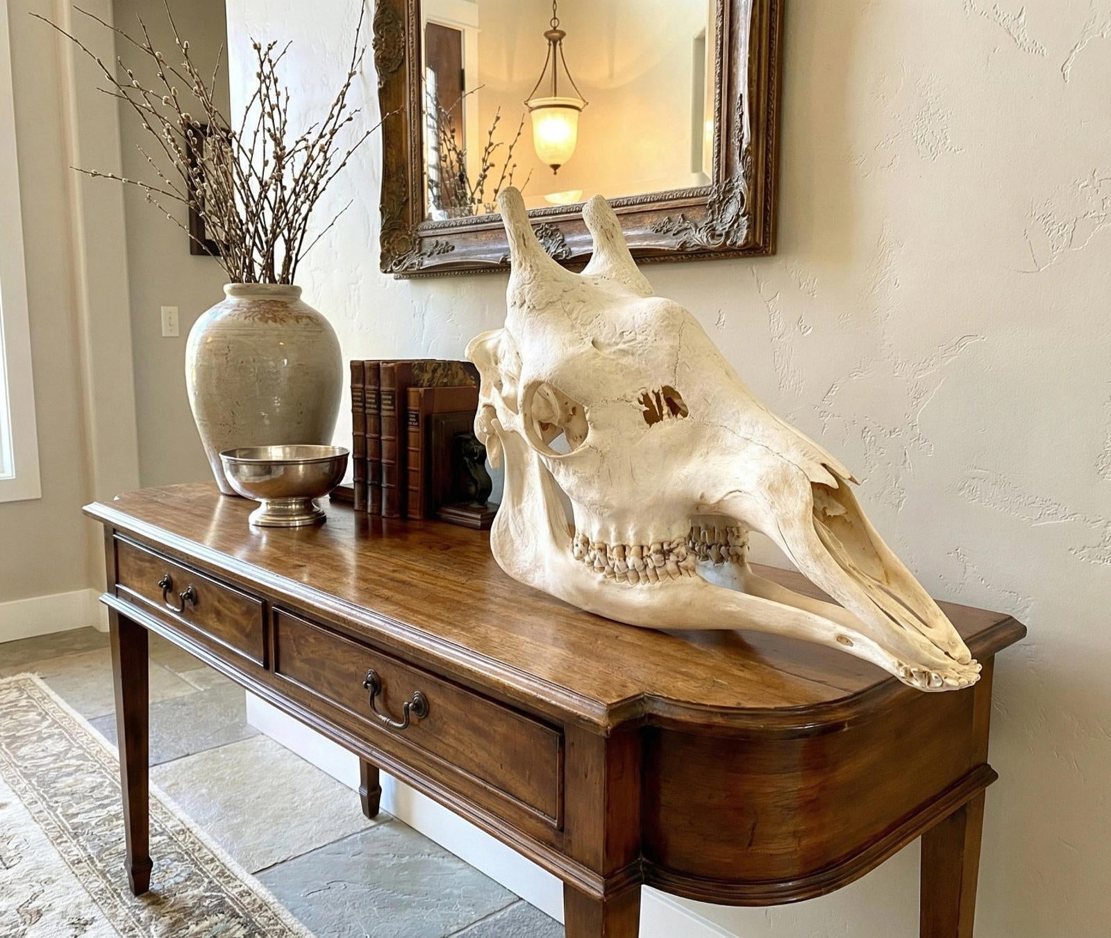 African Giraffe Skull