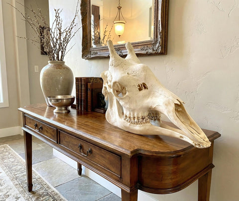 African Giraffe Skull - Paulski Art