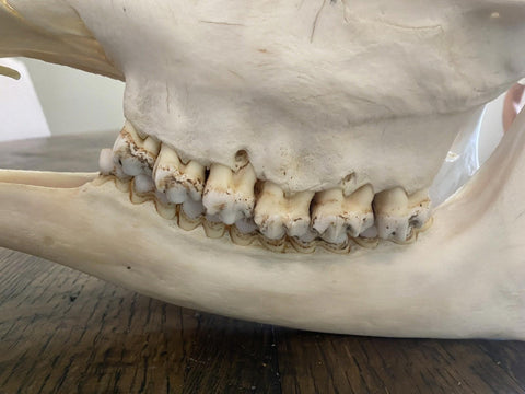 African Giraffe Skull - Paulski Art
