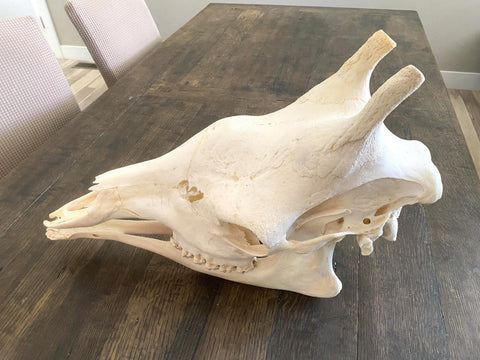 African Giraffe Skull - Paulski Art