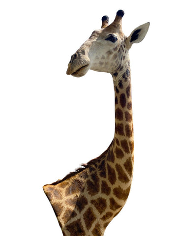 African Giraffe Taxidermy Shoulder Mount - Paulski Art