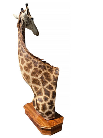 African Giraffe Taxidermy Shoulder Mount - Paulski Art