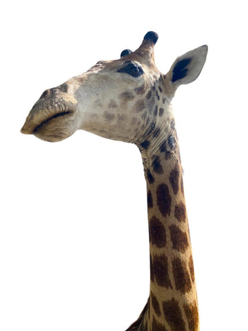 African Giraffe Taxidermy Shoulder Mount - Paulski Art