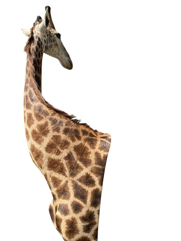 African Giraffe Taxidermy Shoulder Mount - Paulski Art