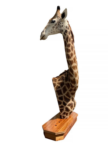 African Giraffe Taxidermy Shoulder Mount - Paulski Art
