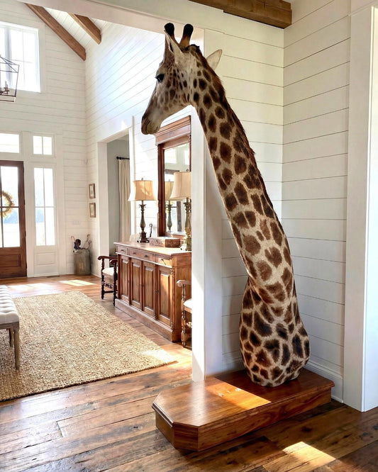 African Giraffe Taxidermy Shoulder Mount - Paulski Art