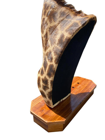 African Giraffe Taxidermy Shoulder Mount - Paulski Art