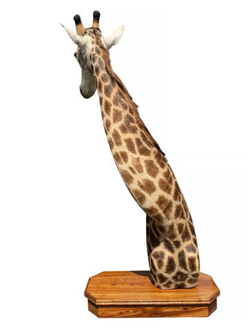 African Giraffe Taxidermy Shoulder Mount - Paulski Art