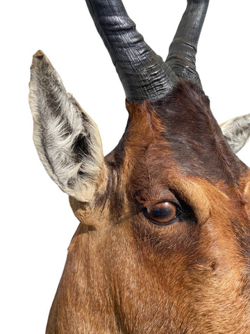 African Red Hartebeest Mount - Paulski Art