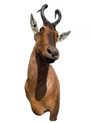 African Red Hartebeest Mount - Paulski Art