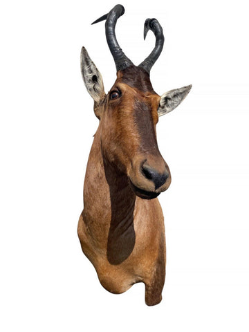 African Red Hartebeest Mount - Paulski Art