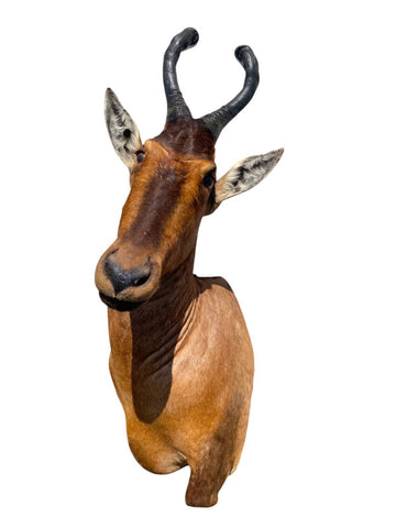 African Red Hartebeest Mount - Paulski Art