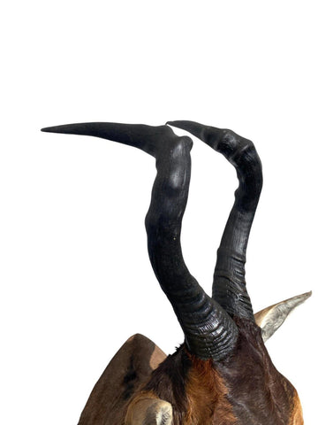 African Red Hartebeest Mount - Paulski Art