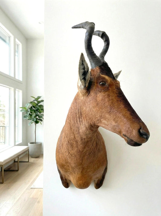 African Red Hartebeest Mount - Paulski Art