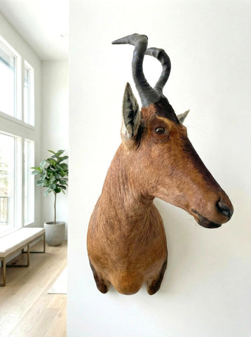 African Red Hartebeest Mount - Paulski Art