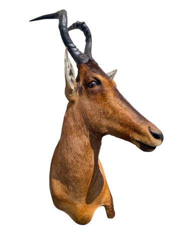 African Red Hartebeest Mount - Paulski Art