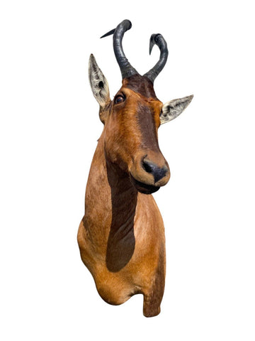 African Red Hartebeest Mount - Paulski Art