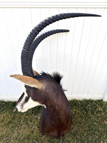 African Sable Antelope Mount - Paulski Art