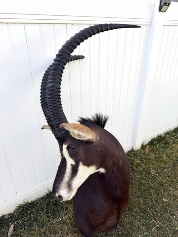 African Sable Antelope Mount - Paulski Art