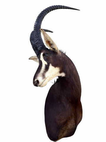 African Sable Antelope Mount - Paulski Art